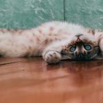 How Long Do Cats Play With Mice Before Killing Them?