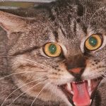 How To Get A Cat To Come Home At Night
