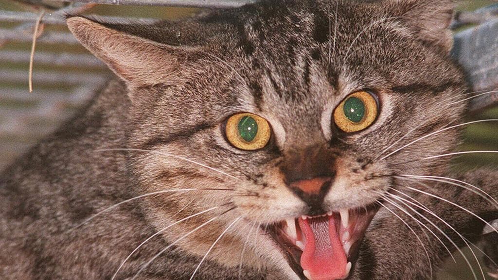 How To Get A Cat To Come Home At Night