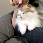 How To Get A Cat To Sleep On Your Lap 2022