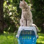 How To Get A Semi Feral Cat In A Carrier