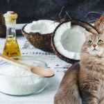 How To Get Coconut Oil Out Of Cat Fur