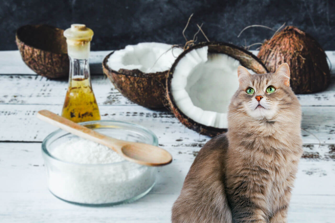 How To Get Coconut Oil Out Of Cat Fur