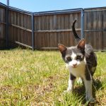 How To Keep Cat From Jumping Fence