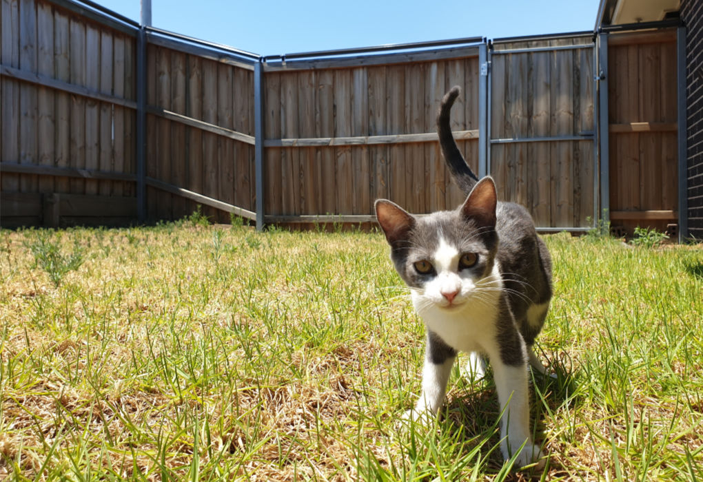 How To Keep Cat From Jumping Fence