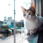How To Keep Cats Off Balcony Railing