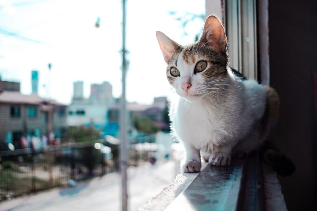 How To Keep Cats Off Balcony Railing