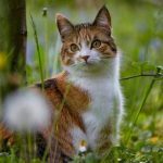 How To Remove Cat Litter Stuck To Bum