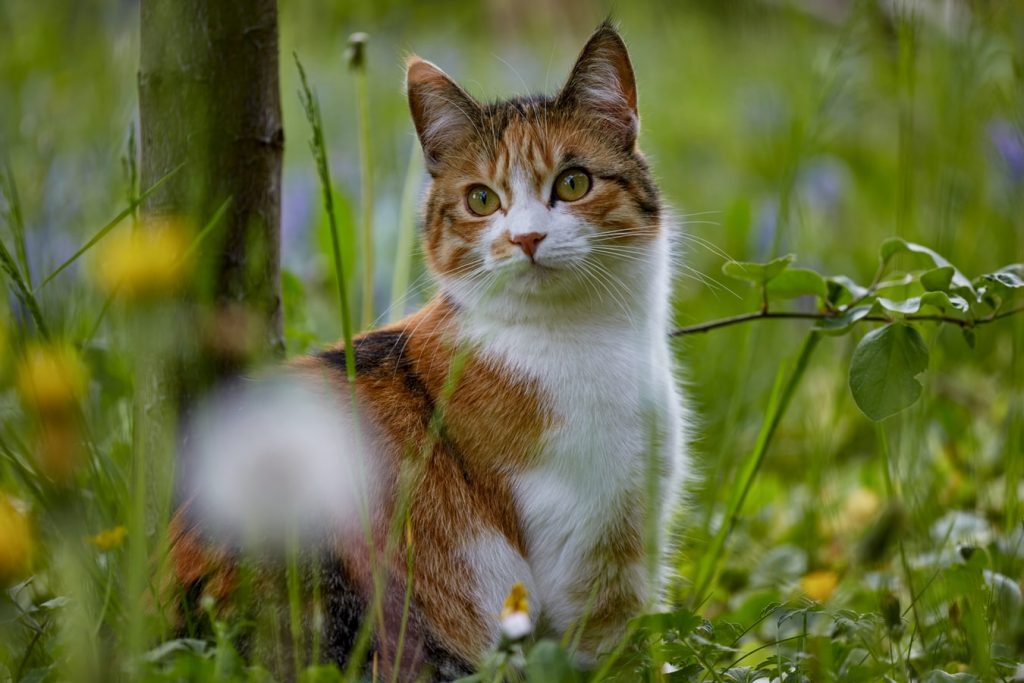 How To Remove Cat Litter Stuck To Bum