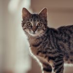 How To Stop Cat From Going Under Bed