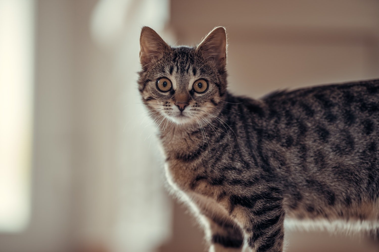 How To Stop Cat From Going Under Bed