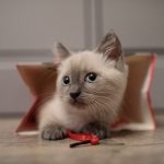 How To Stop Kitten Trying To Nurse On Spayed Cat
