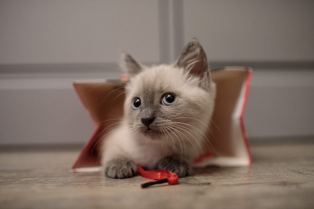 How To Stop Kitten Trying To Nurse On Spayed Cat