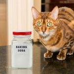 Is Baking Soda Safe for Cats?