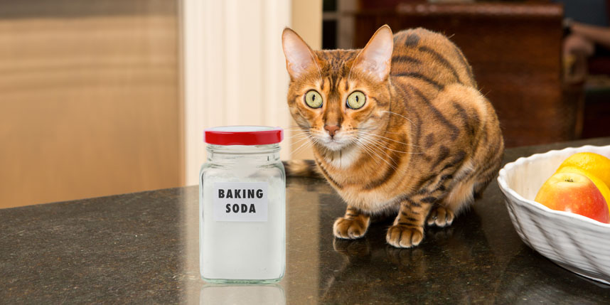 Is Baking Soda Safe for Cats?
