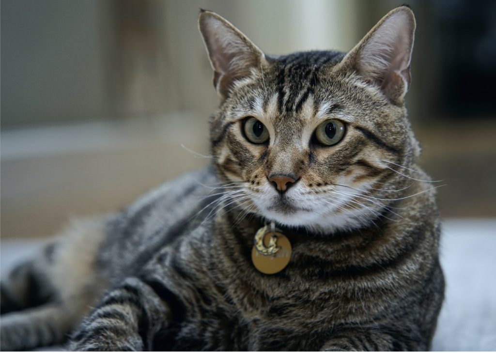 What Leads To A Cat Dying Twitching?