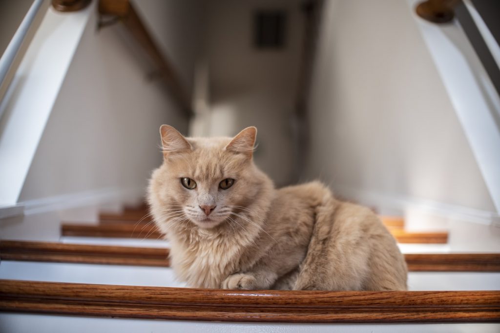 What Should You Do If Your Cat Fell Down Stairs?