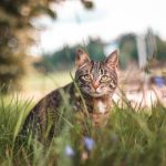 What to Do If Cat Won’t Eat After Introducing New Cat