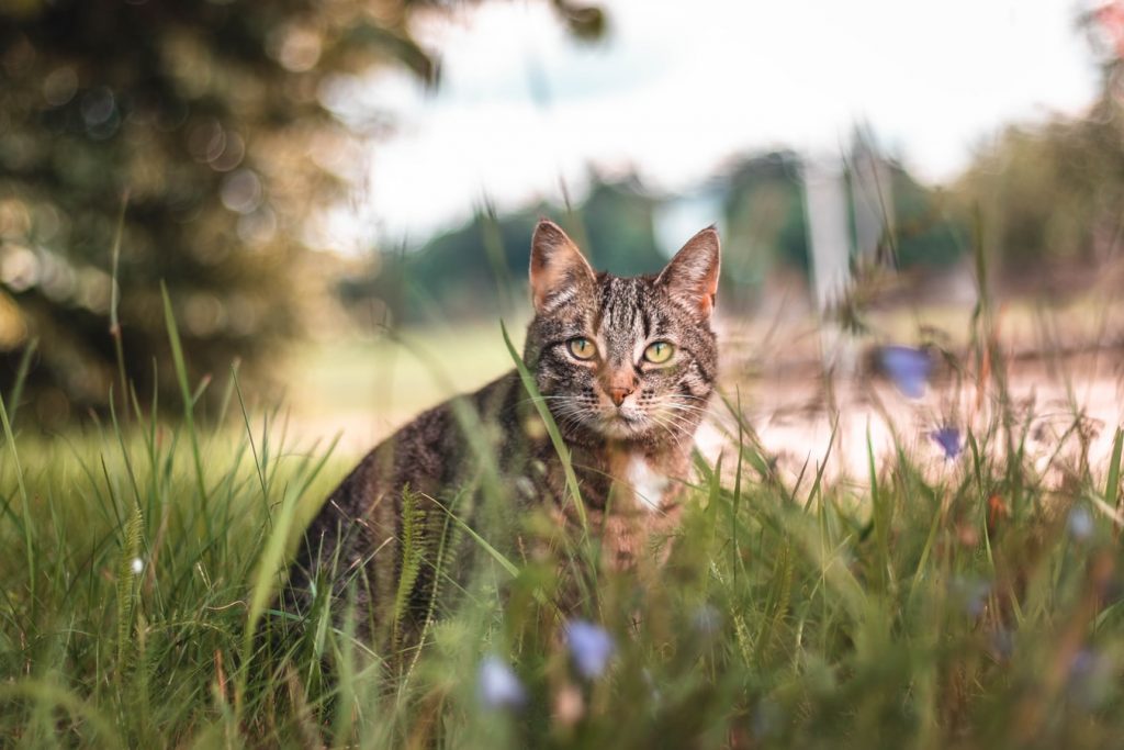What to Do If Cat Won’t Eat After Introducing New Cat