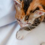 Why Are Kittens Still Nursing At 12 Weeks
