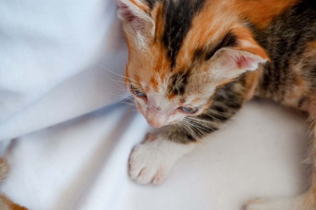 Why Are Kittens Still Nursing At 12 Weeks