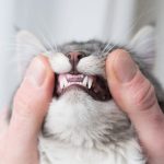 Why Do Cat Fangs Stick Out?