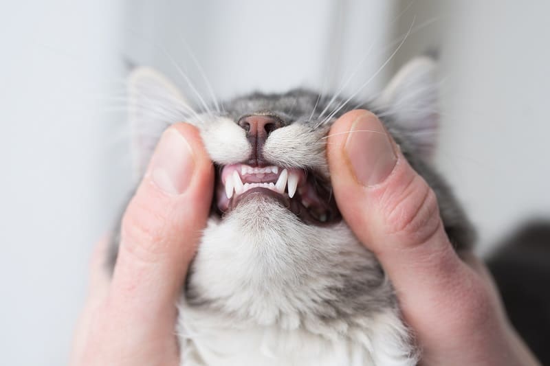 Why Do Cat Fangs Stick Out?