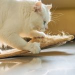 Why Do Female Cats Hump Each Other?