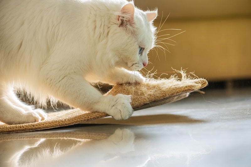 Why Do Female Cats Hump Each Other?