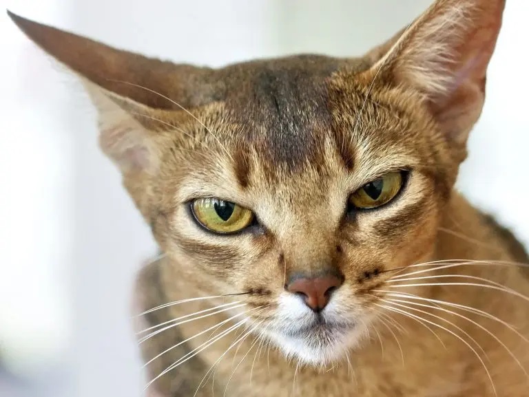 Why Does Cat Cry When Locked Out Of Bedroom 2022