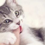 Why Does My Cat Grab My Arm?