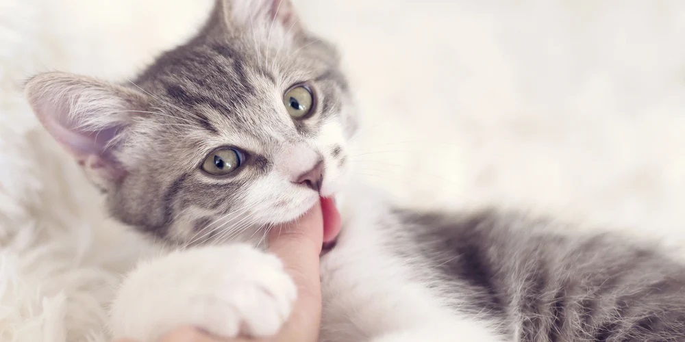 Why Does My Cat Grab My Arm?