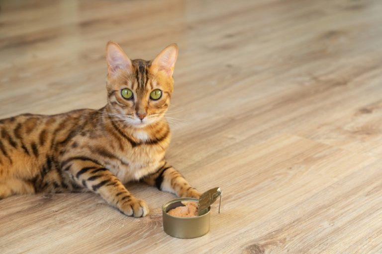 Why Does Your Cat Start To Eat Then Runs Away