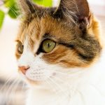 Why Is Cat Depressed After Spay?