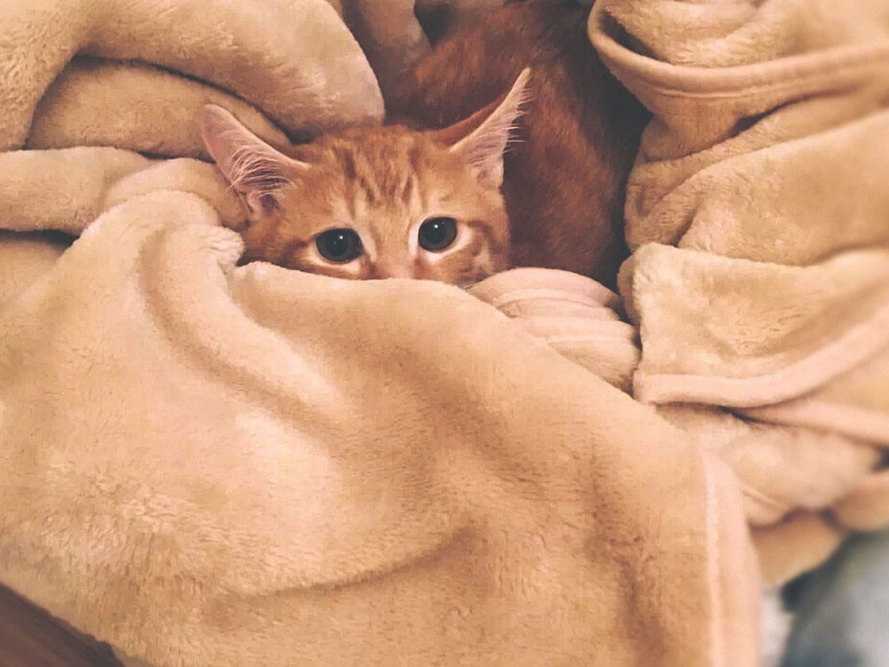 Cat Not Sleeping After Anaesthesia