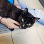 Why Is Cat Walking Low To The Ground And Meowing?