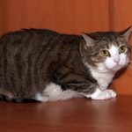 Why Is My Cat So Scared of Everything?