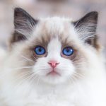 Why Is My Ragdoll Cat Not Affectionate