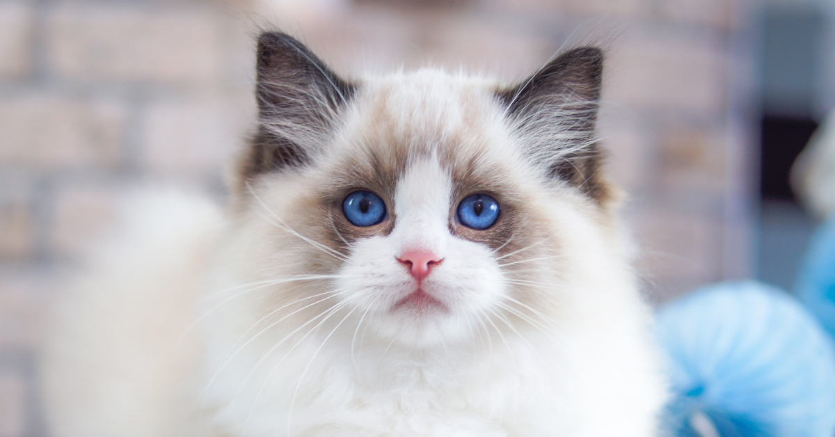 Why Is My Ragdoll Cat Not Affectionate