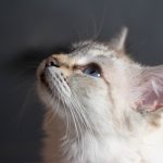 Why Kitten Poop Smells Like Death?