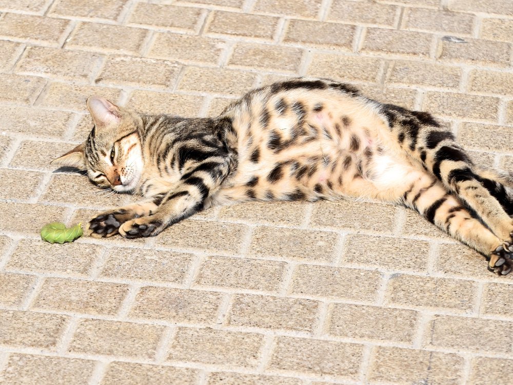 Are Caterpillars Poisonous to Cats?