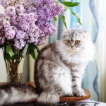 Are Lilacs Poisonous To Cats?