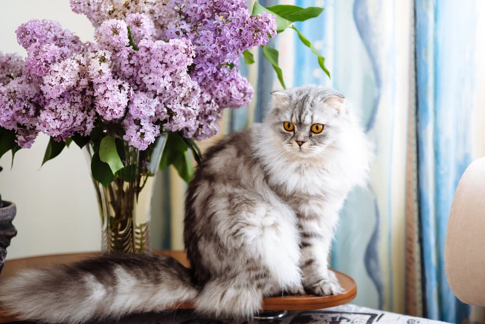 Are Lilacs Poisonous To Cats?