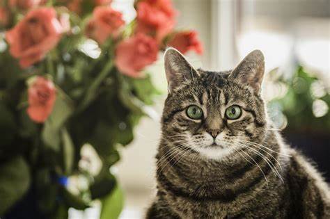 Are Lilacs Poisonous To Cats