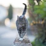 Are Millipedes Poisonous To Cats