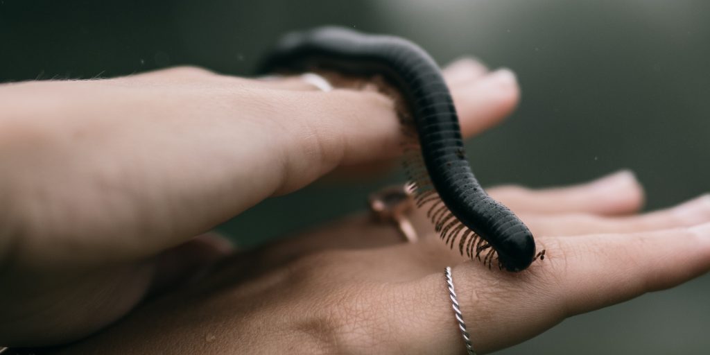 What Are Millipedes?