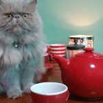 Can Cats Drink Green Tea?