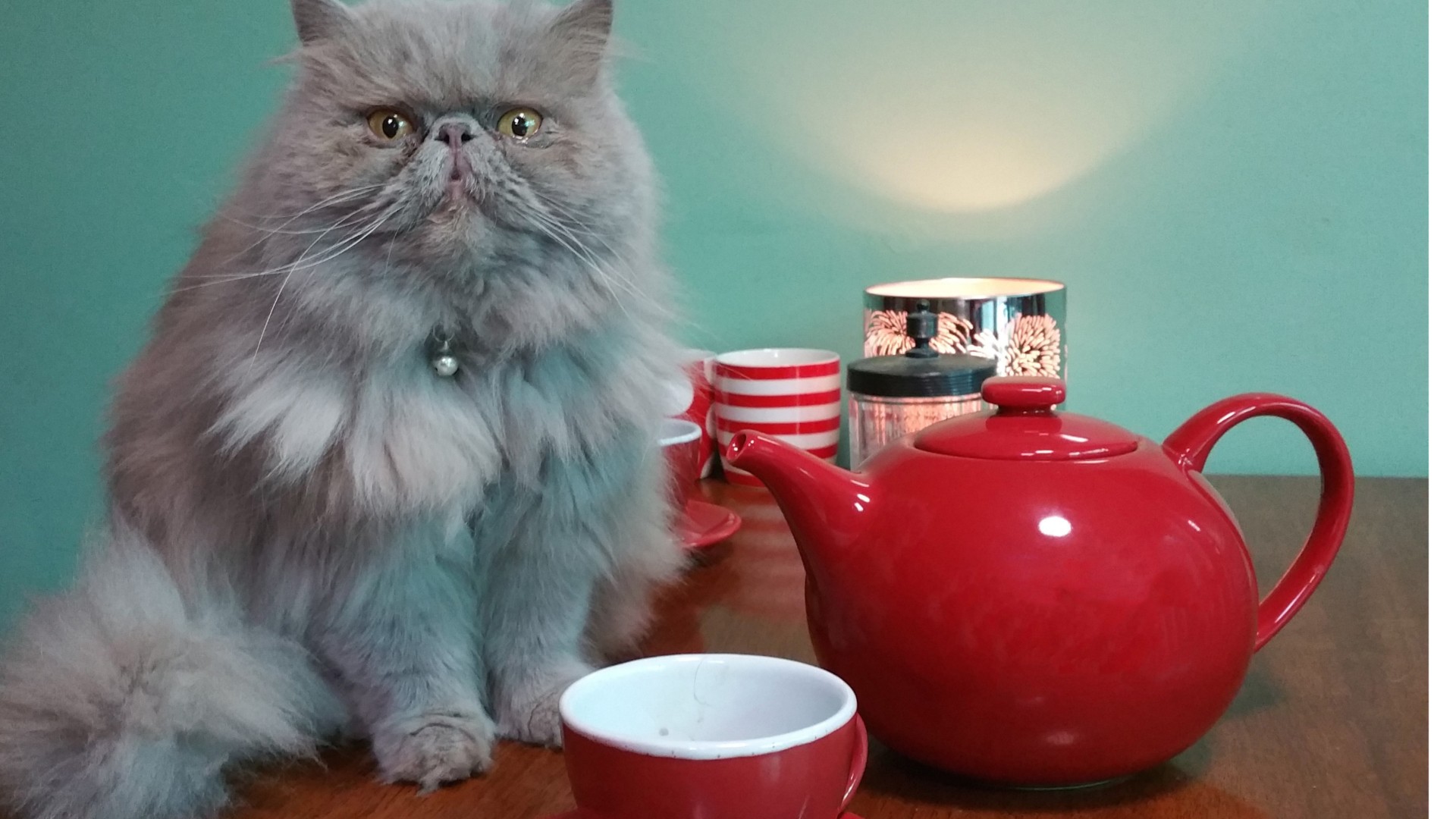 Can Cats Drink Green Tea?
