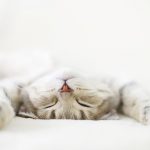 Can Cats Drink Rice Milk?