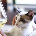 Can Cats Drink Wine?
